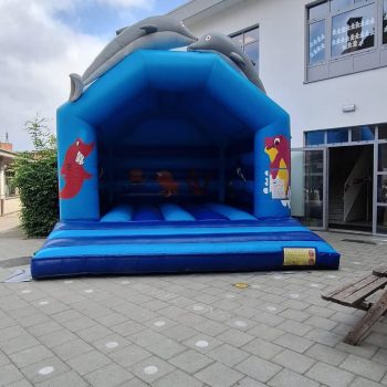dolfijn3